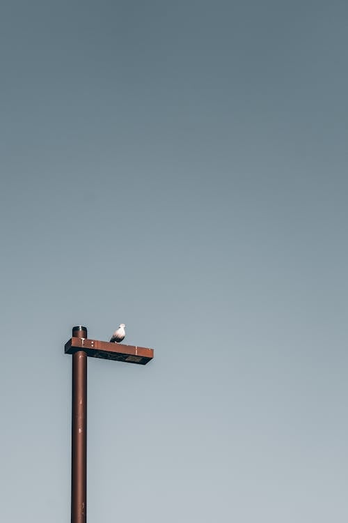 From below of lonely bird standing on metal street pole against cloudless blue sky
