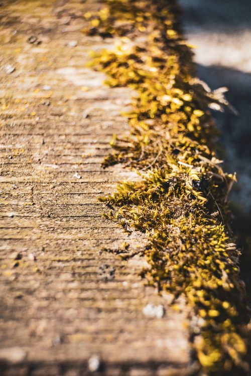 Free High angle of green grass growing on edge of rough weathered ground on sunny day Stock Photo
