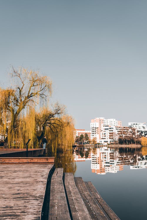 Picturesque willow tree located in city park on lake shore surrounded by modern buildings  reflecting in water during sunny autumn day