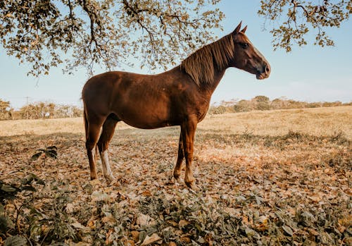 Brown Horse Standing on Brown Dried Leaves