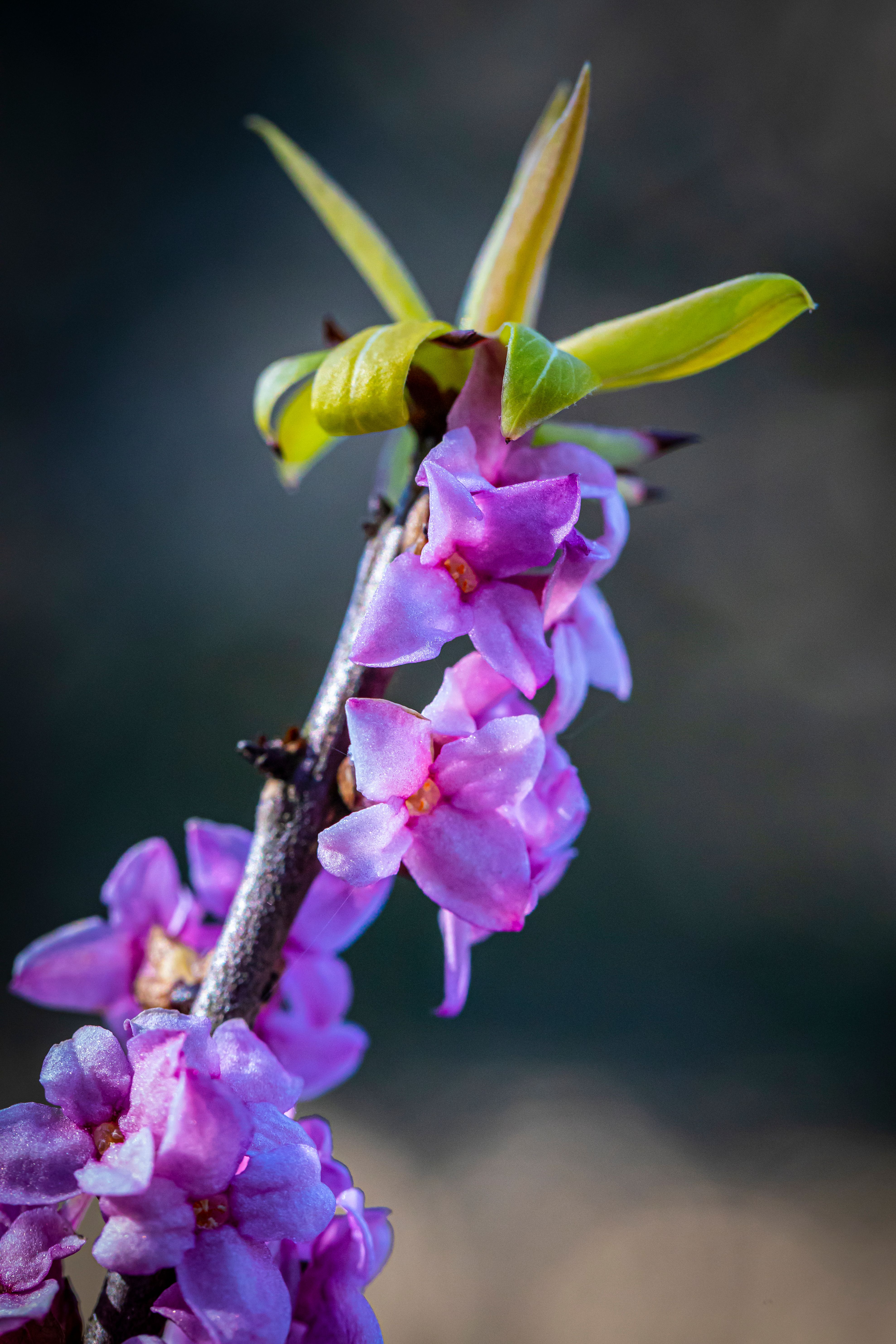 Close-up of vibrant purple flowers blooming on a branch, highlighting springtime beauty.