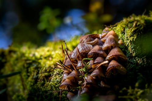 Brown Mushrooms in Tilt Shift Lens
