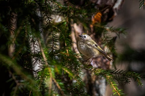 Fotos de stock gratuitas de al aire libre, animal, árbol