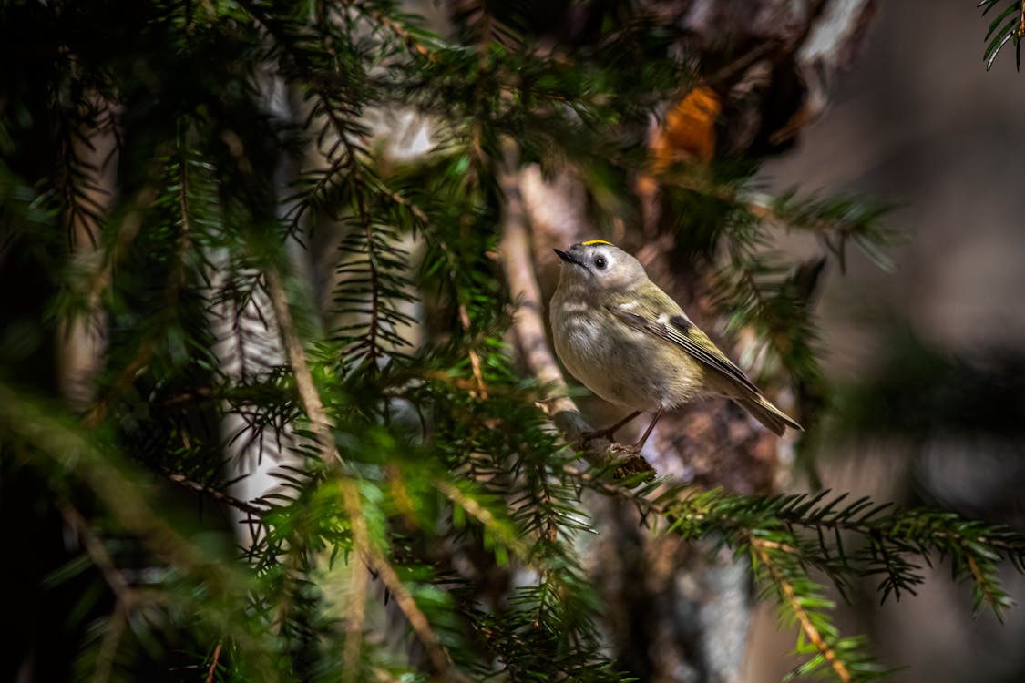 Brown Bird on Tree Branch