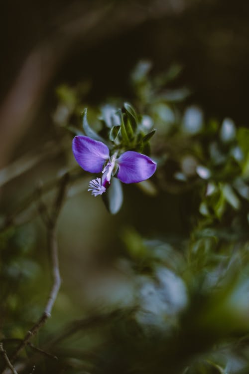 Purple Flower in Tilt Shift Lens