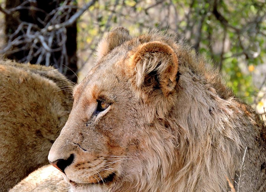 Kruger National Park, South Africa — sights worth exploring · stay connected with a Kruger National Park eSIM from My Holiday SIM