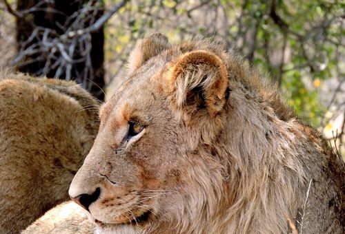 Free Majestic lioness captured in a close-up portrait in her natural South African habitat. Stock Photo