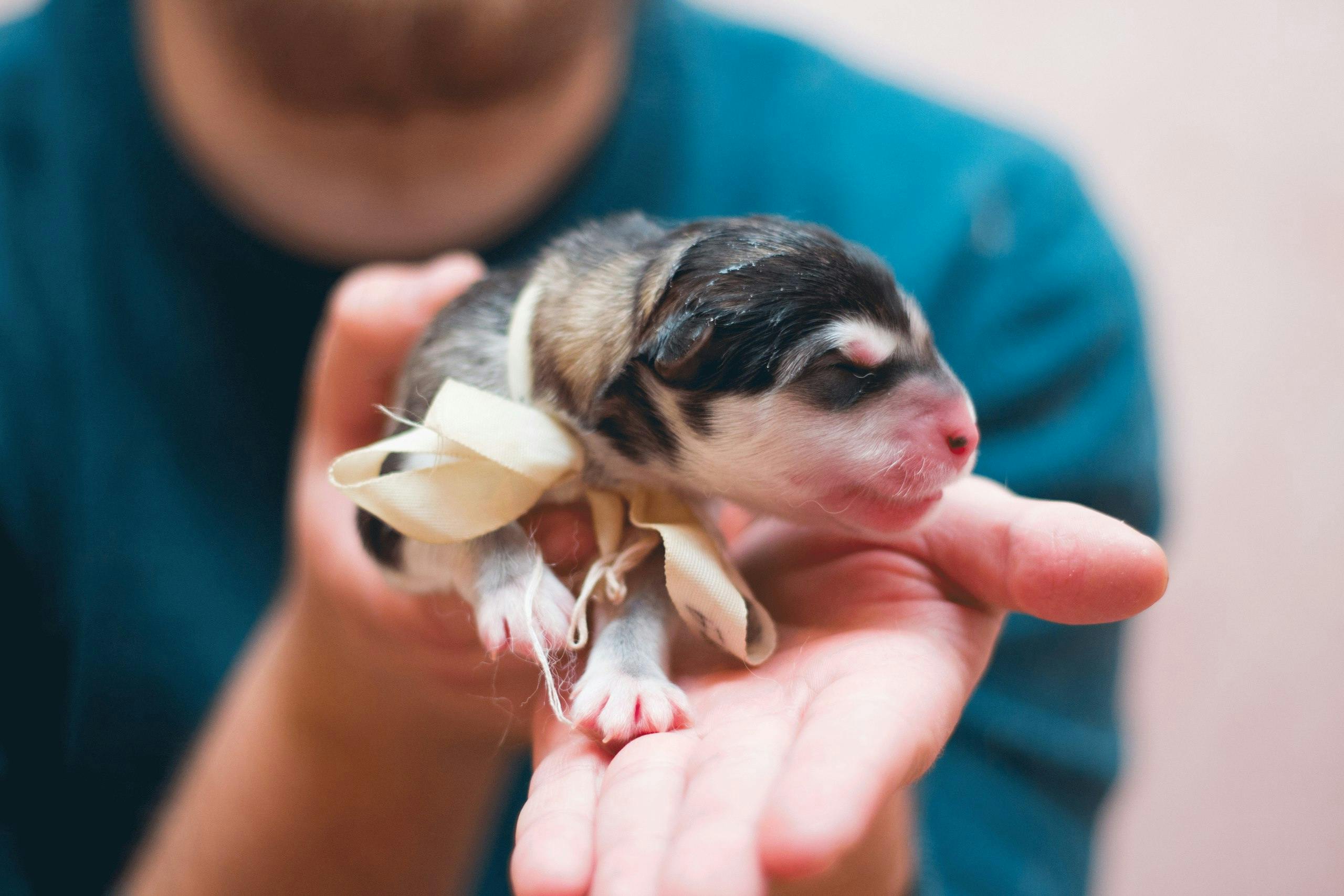 small newborn puppy on palm of veterinarian