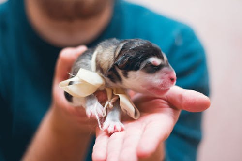 Crop anonymous man showing cute small puppy with eyes closed on blurred background