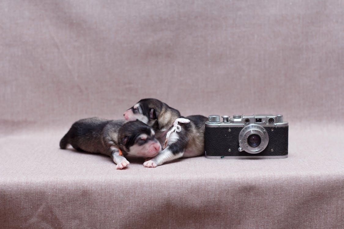 Free Black and Brown Short Coated Puppies Lying on Brown Textile Near Camera Stock Photo