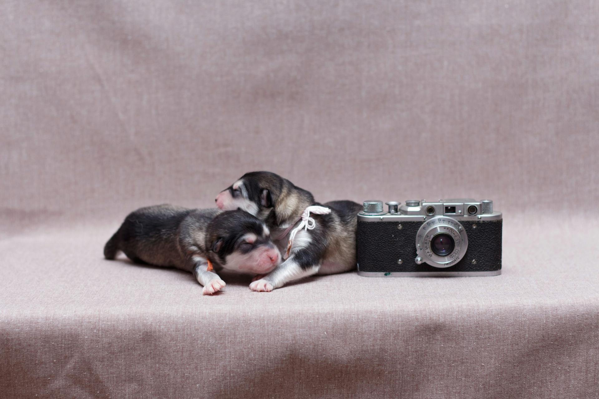 Zwarte en bruine, kortharige puppy's liggen op bruin textiel nabij de camera