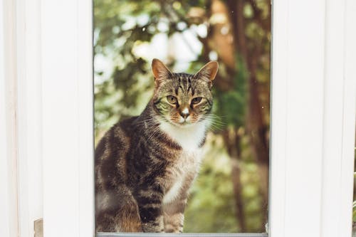 Fotobanka s bezplatnými fotkami na tému catnip, cez okno, cez sklo