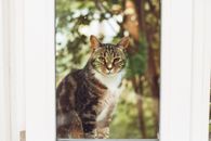 Cute cat sitting on windowsill against green trees