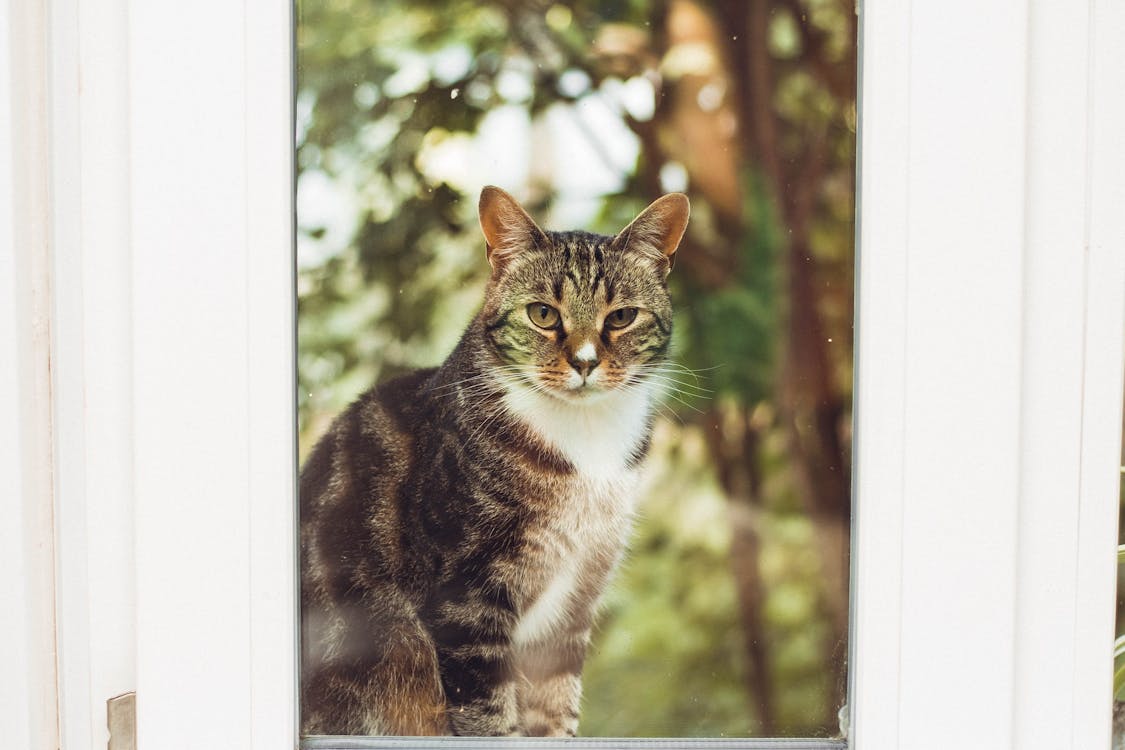 Kostenloses Stock Foto zu baum, begleiter, durch fenster