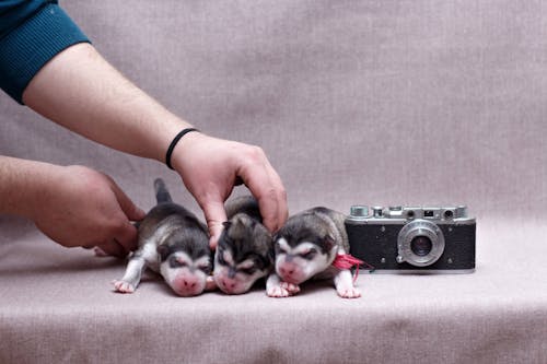 Crop anonymous person with adorable purebred puppies on gray fabric with old photo camera in studio