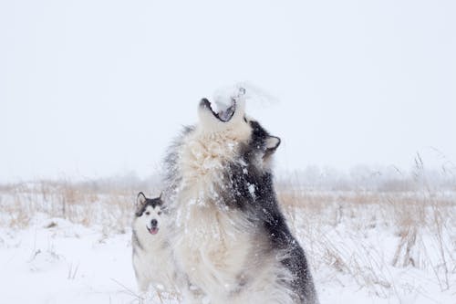 White and Black Siberian Husky on Snow Covered Ground