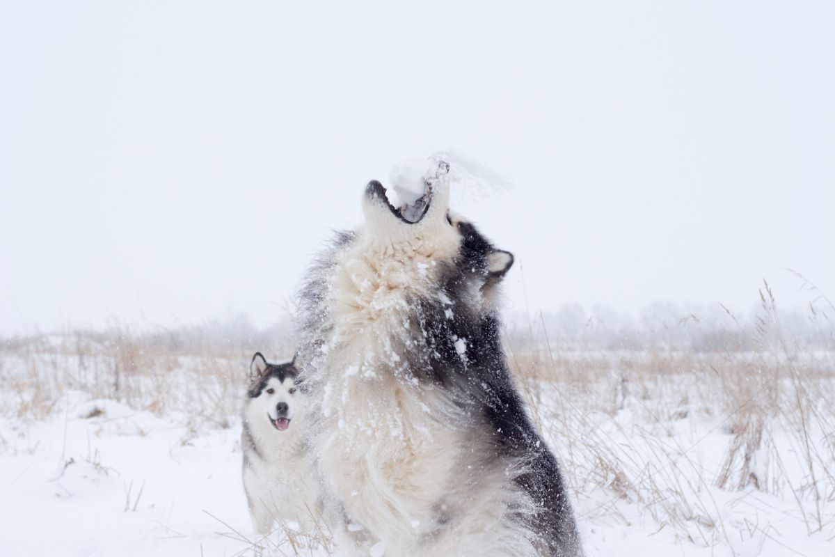Two Siberian Huskies playing in snowy field
