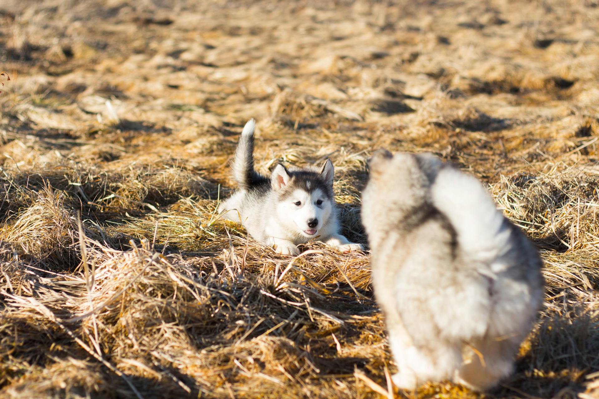 Chiot de Sibérie blanc et noir sur l'herbe séchée brune