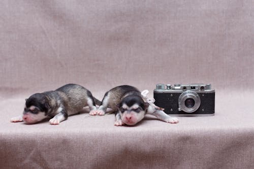 Gratis lagerfoto af dyrefotografering, gammelt kamera, hunde