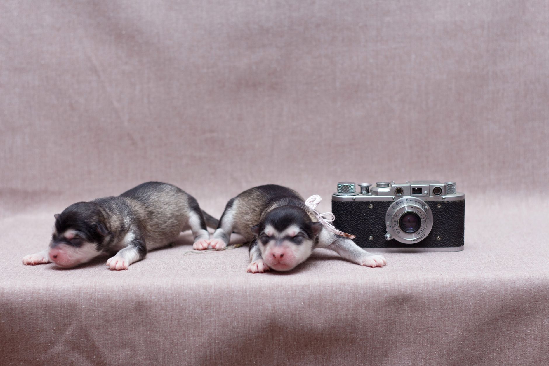 Two cute newborn puppies resting beside a classic vintage camera on a soft textile backdrop.