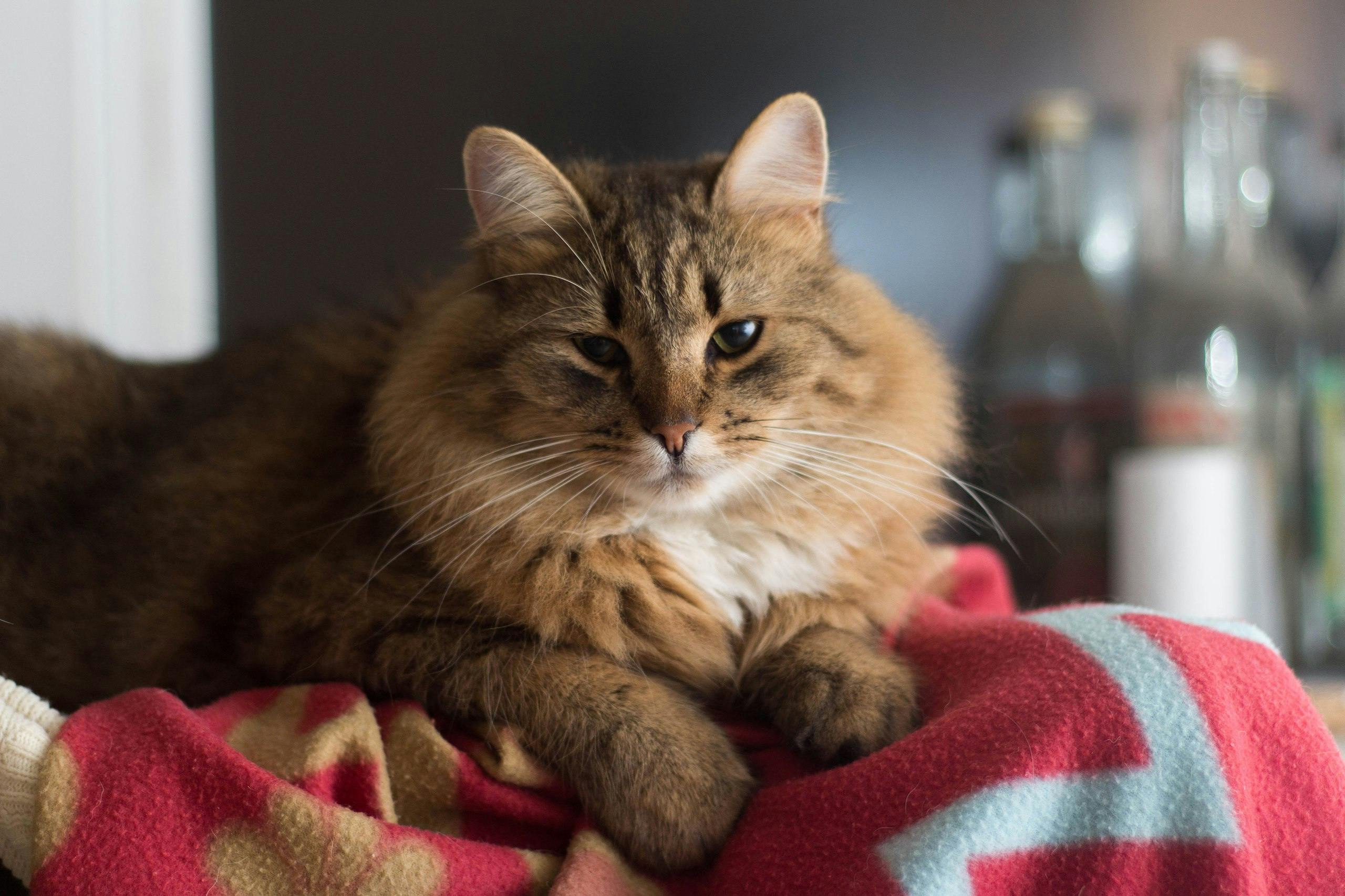 Brown Tabby Cat Lying On Red And White Textile Free Stock Photo