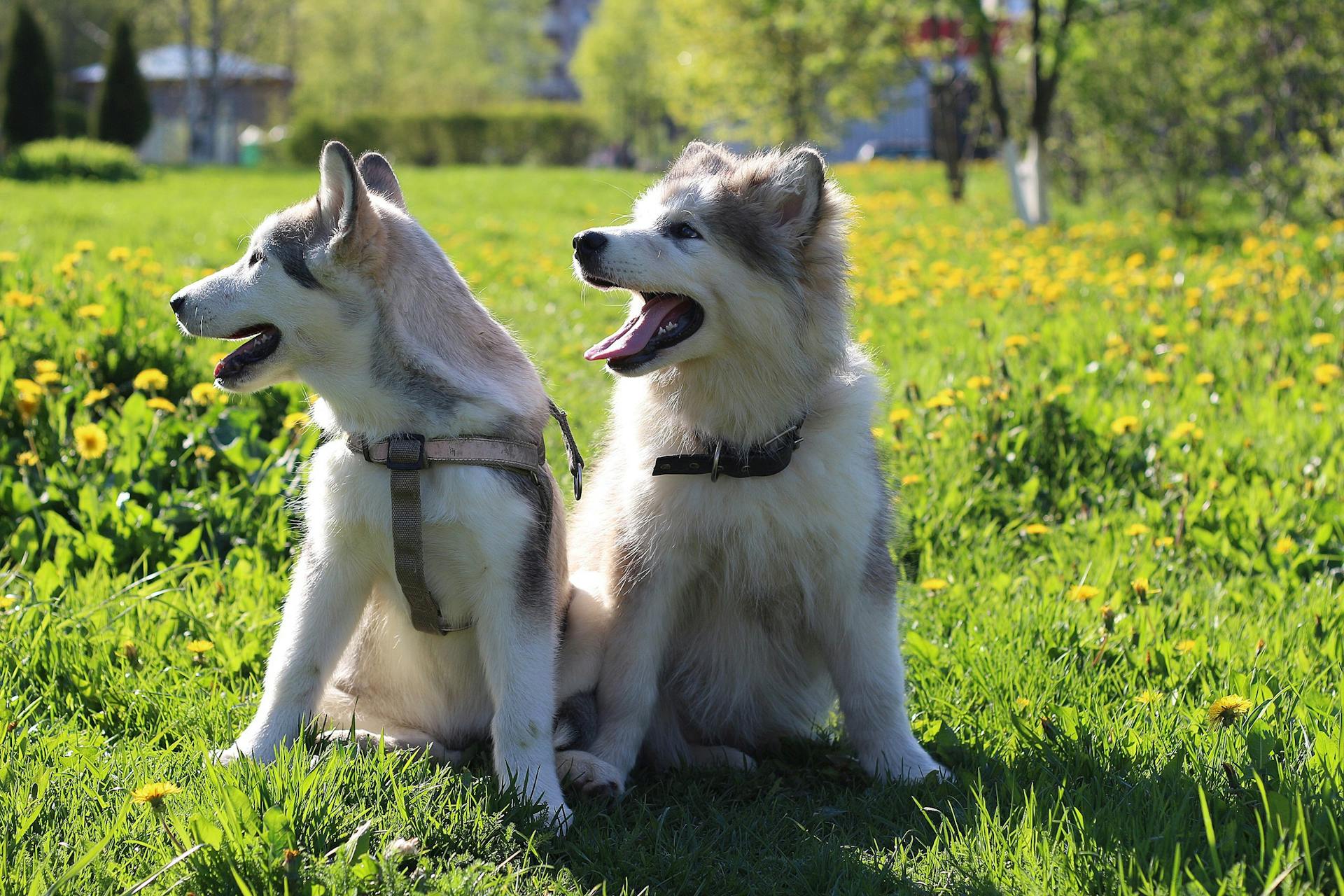 White and Brown Siberian Husky Puppy on Green Grass Field