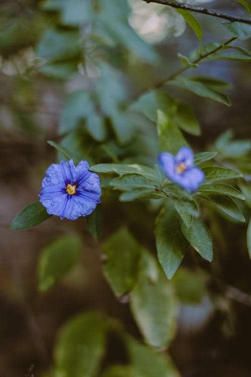 Fotos de stock gratuitas de al aire libre, árbol, azul