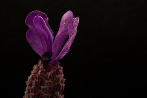 Purple Flower With Black Background