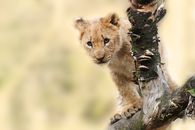Brown Tiger on Grey Tree Branch