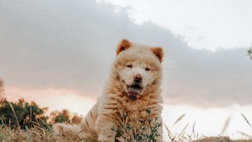 갈색 개, 개, 개 사진의 무료 스톡 사진