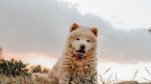 Free Adorable Chow Chow puppy sitting in a field under sunny skies, showcasing its fluffy brown fur. Stock Photo