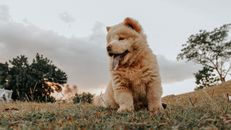 Brown Dog on Brown Grass Field Under Blue Sky
