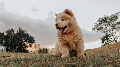 Free Adorable chow chow puppy enjoying the outdoors with a vibrant sky backdrop. Stock Photo
