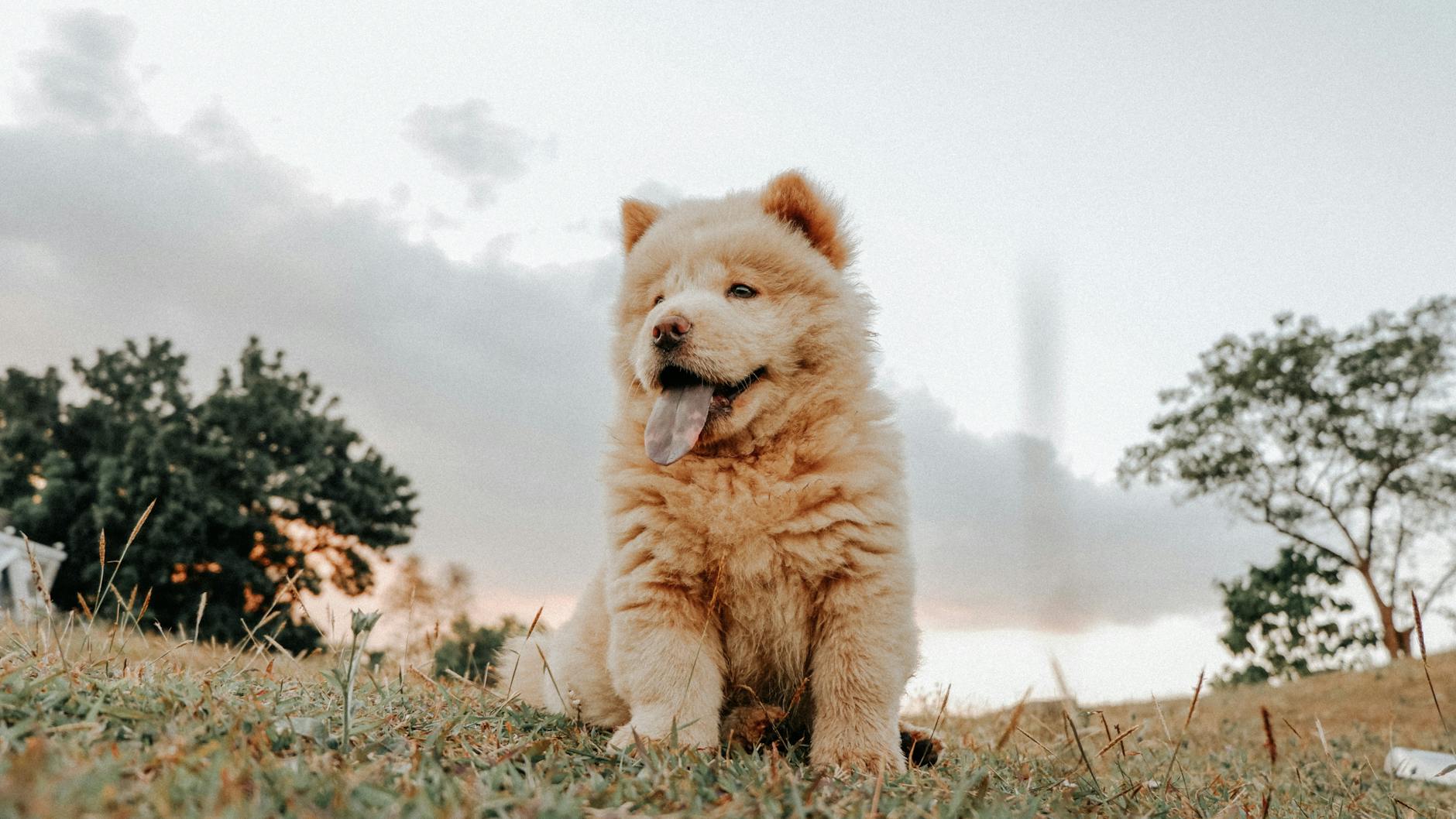 Chow Chow puppy available for purchase at pottyregisteredpuppies.com