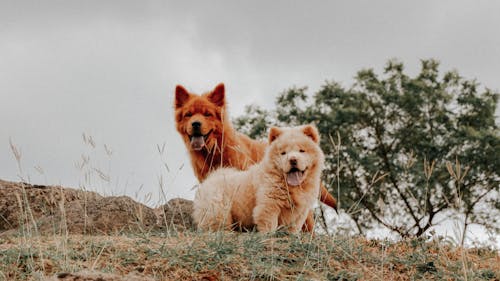 Foto d'estoc gratuïta de a l'aire lliure, adorable, animals