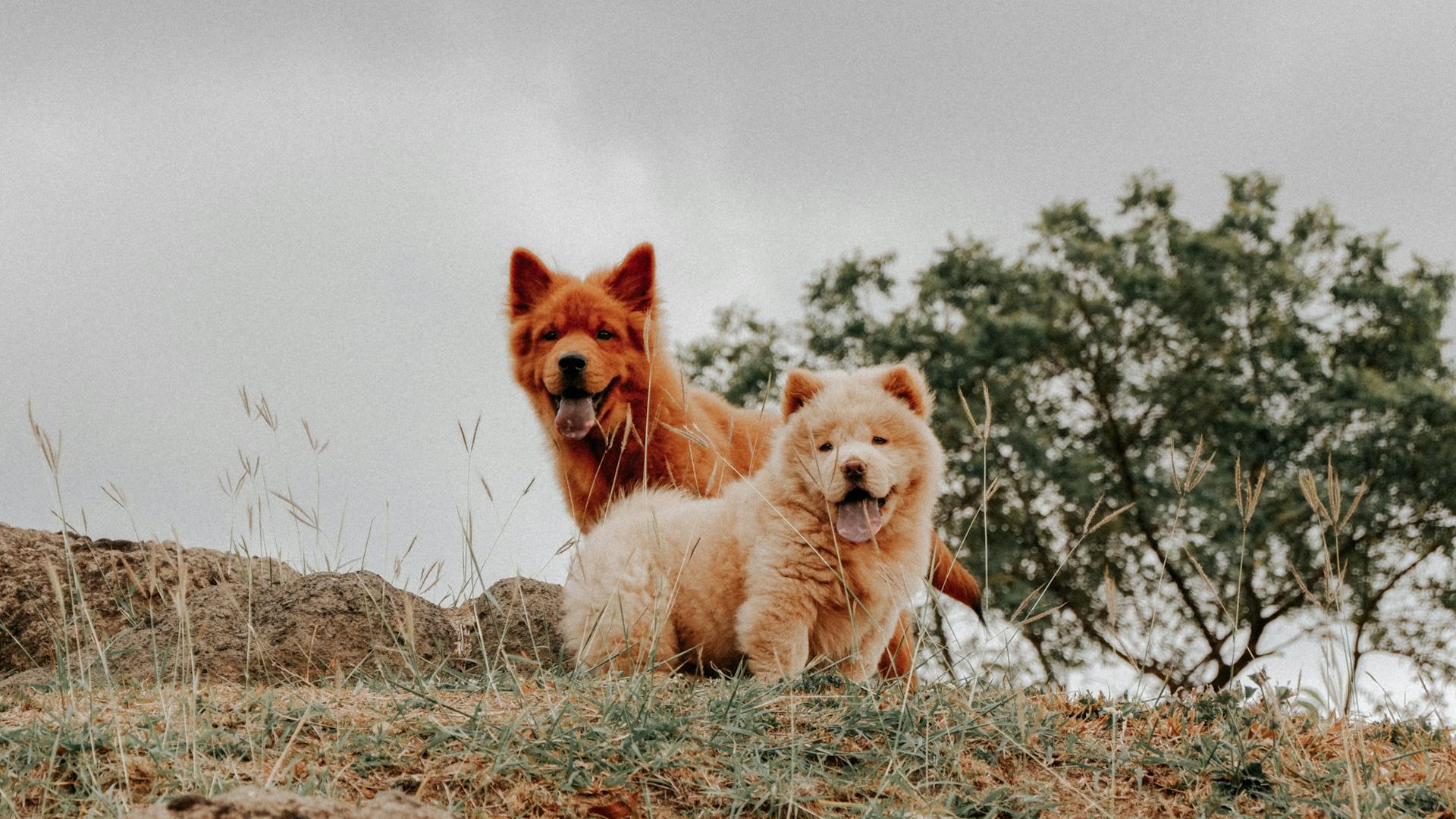 Brown Furry Dogs with Tongues Out