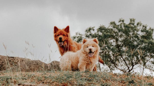 why-do-dogs-stand-on-their-hind-legs-comprehensive-answer-nahf