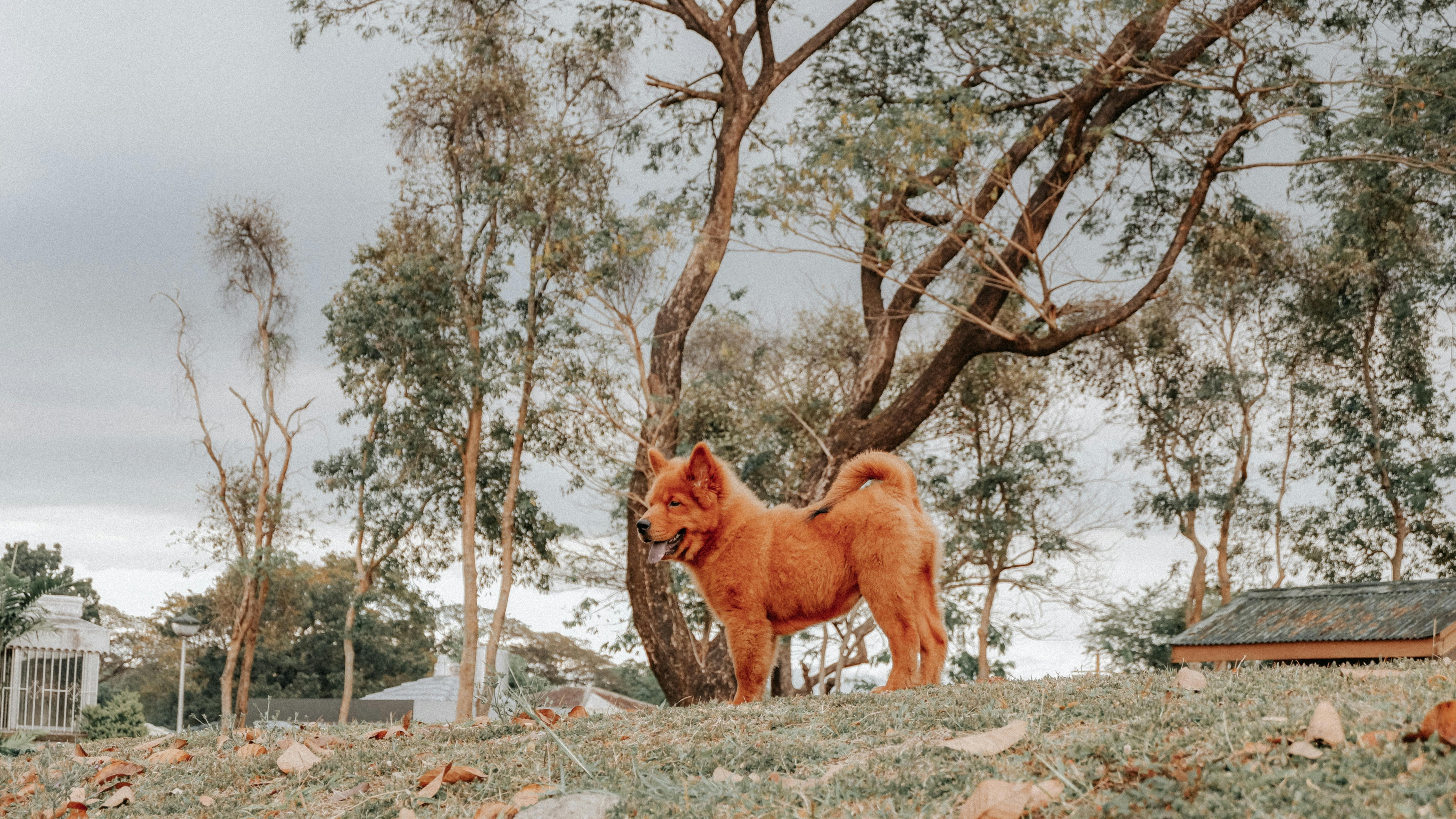 pet lifestyle pets lifestyle — Photo by SHARMAINE MONTICALBO on Pexels