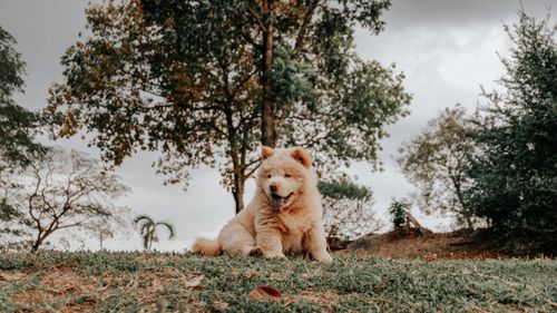 Free Adorable fluffy Chow Chow puppy sitting on grass with trees in the background. Stock Photo