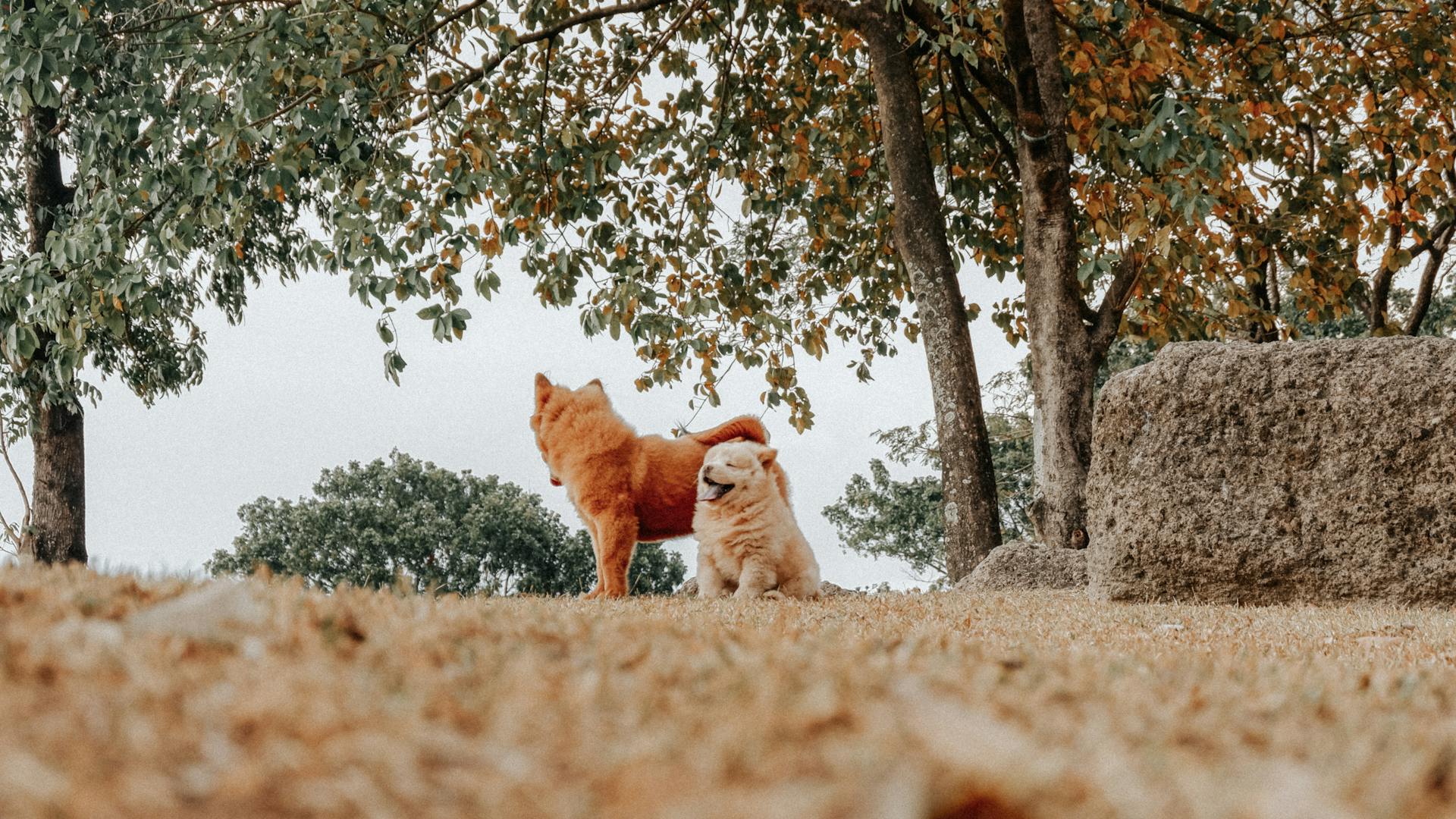 Two Brown Dogs on the Ground