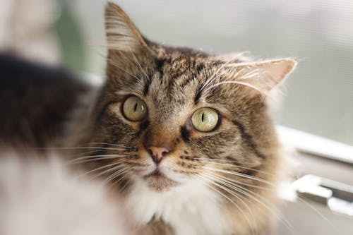Free High angle of calm fluffy cat with green eyes looking away while sitting on windowsill Stock Photo