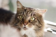 High angle of calm fluffy cat with green eyes looking away while sitting on windowsill