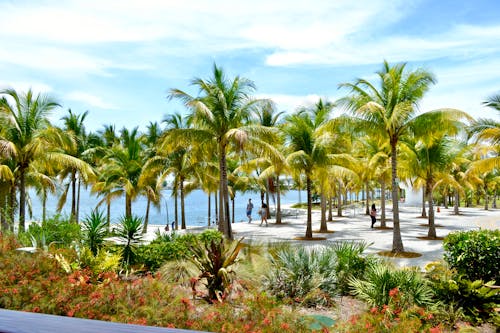 Tropical resort with high palms and tourists walking around