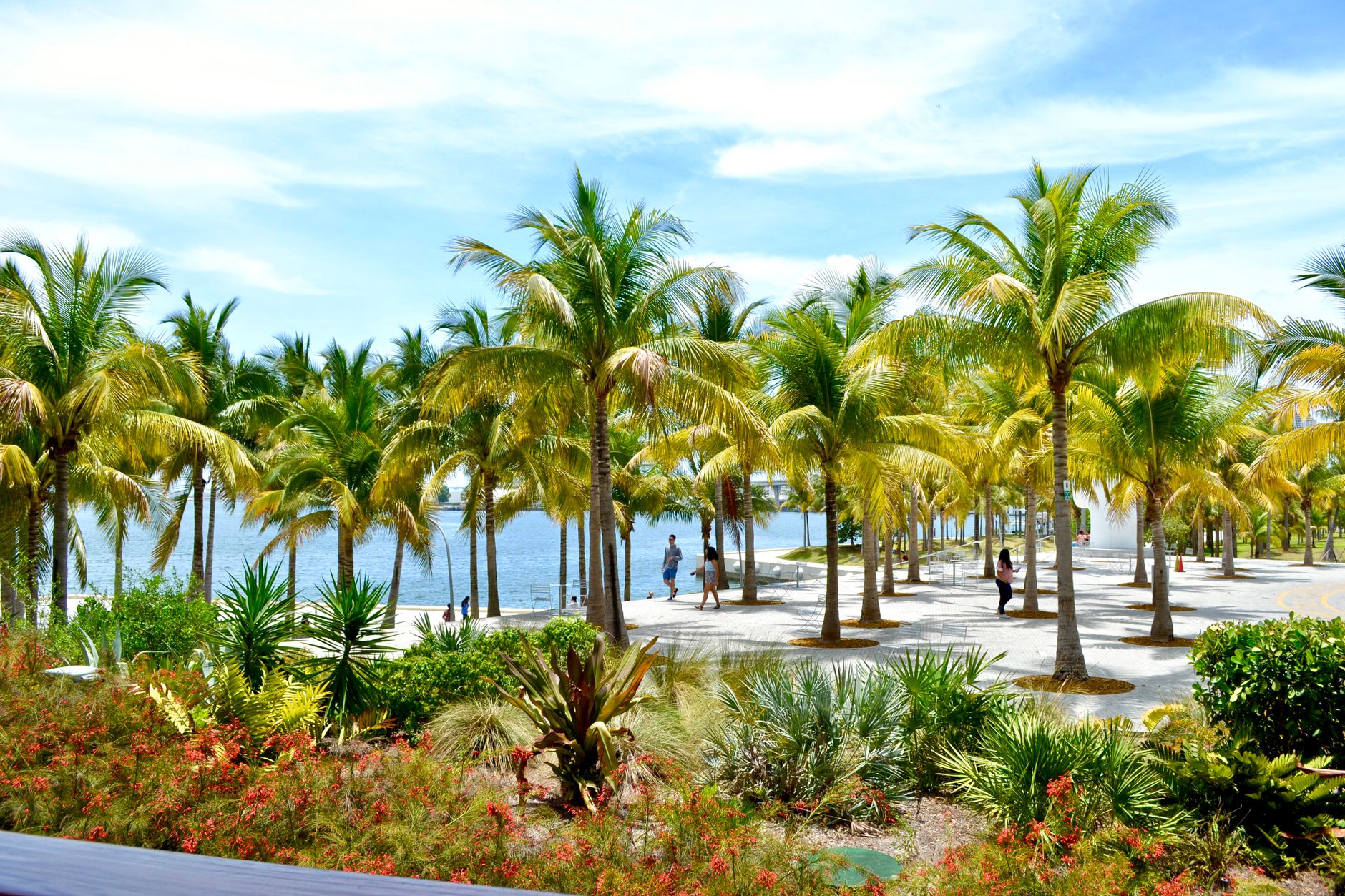 Green high palms and bushes growing near sea in sunny resort under cloudy blue sky