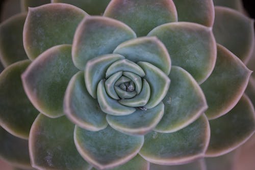 Green Succulent Plant