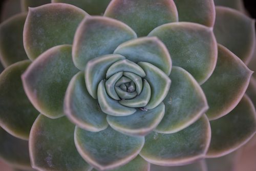 Free Detailed macro of a green succulent's rosette pattern, showcasing natural beauty. Stock Photo