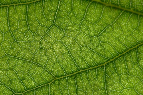 Textured background of green leaf of tropical exotic plant growing in summer garden