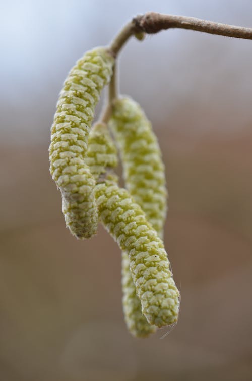 Fresh blooming tree branch of common hazel