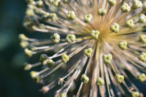 Round inflorescence of wild perennial plant