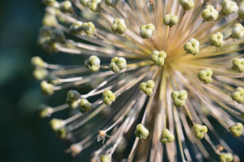 Fotobanka s bezplatnými fotkami na tému aróma, botanický, botanika